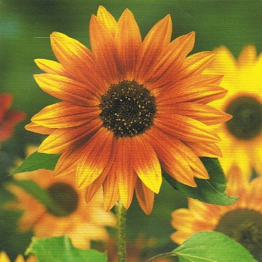 Sonnenblume - Helianthus